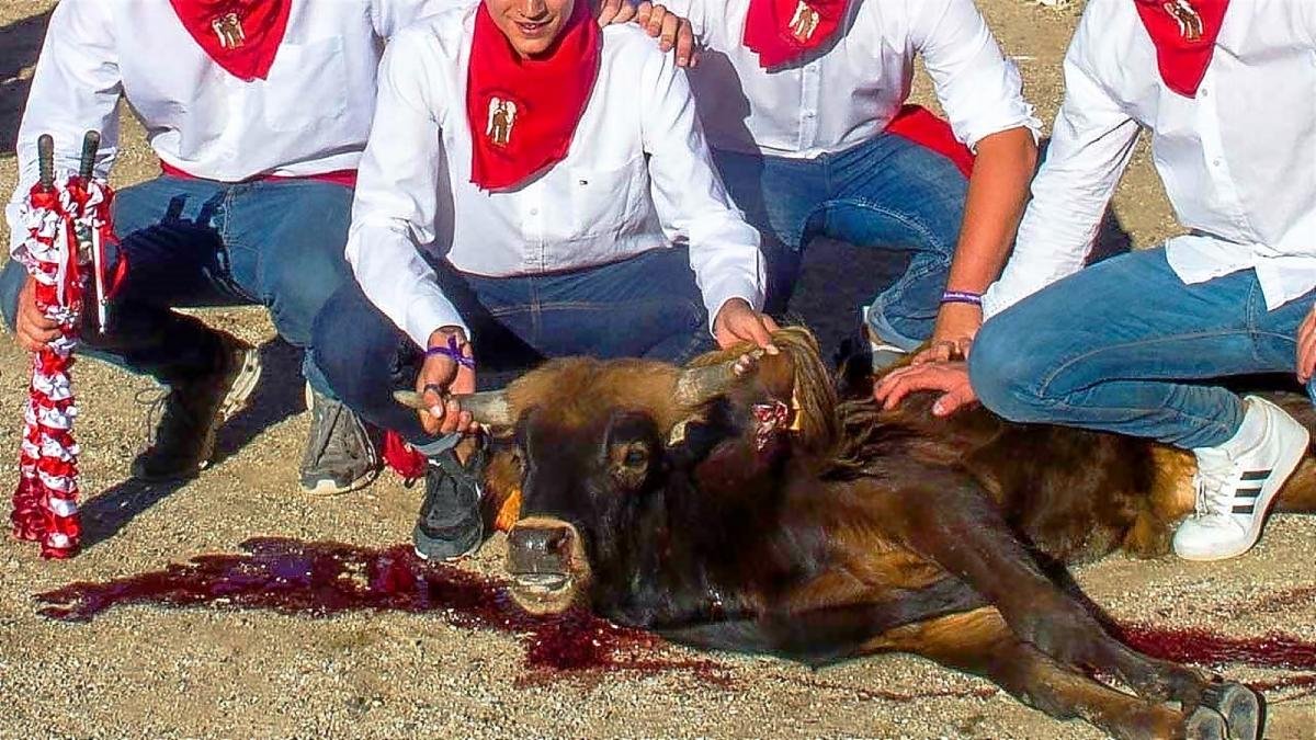 Imagen facilitada por PACMA que correspondería a una becerrada en San Rafael.-PACMA