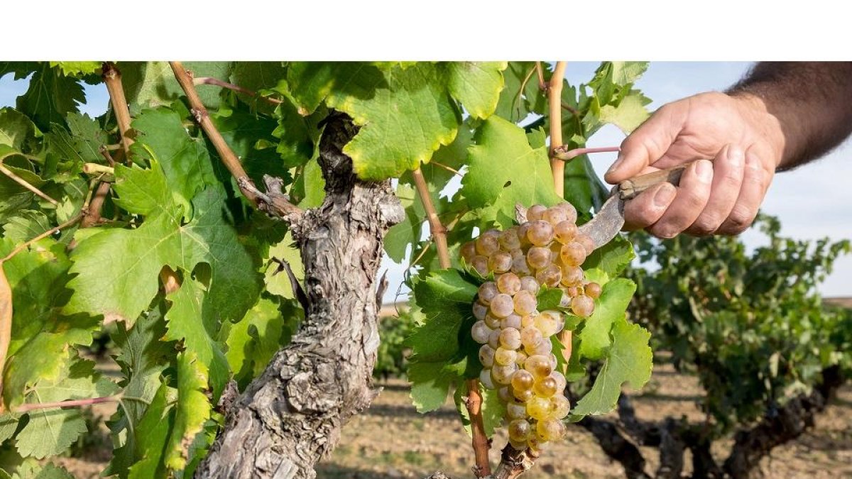 Tras años de investigación y de numerosos trámites la apetura a los vinos blancos obtuvo el visto bueno de la Unión Europea. / E. M.