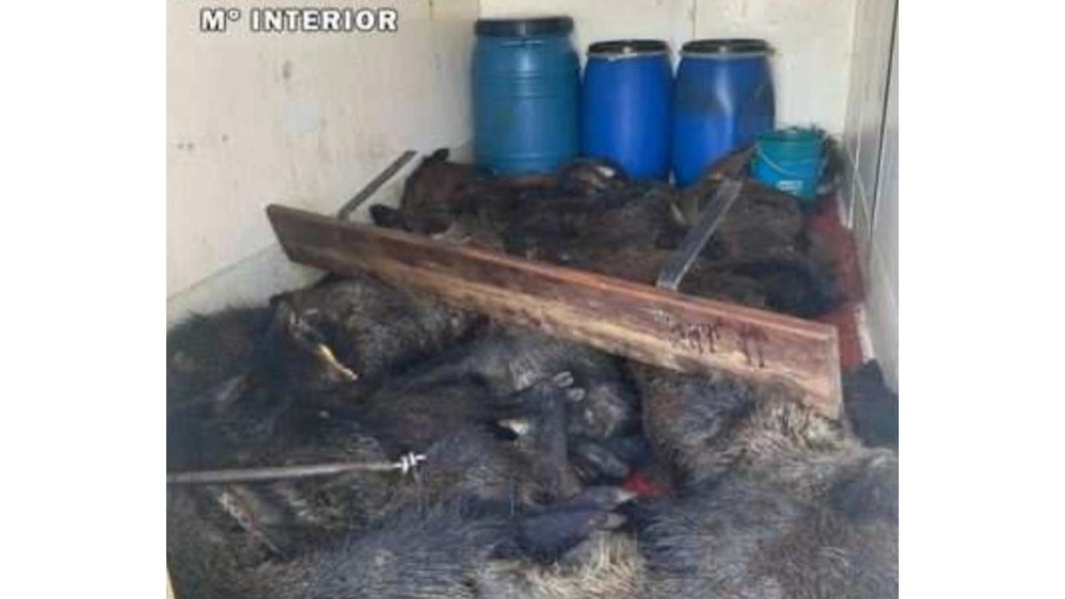 Furgoneta con los 16 jabalíes muertos. E. M.