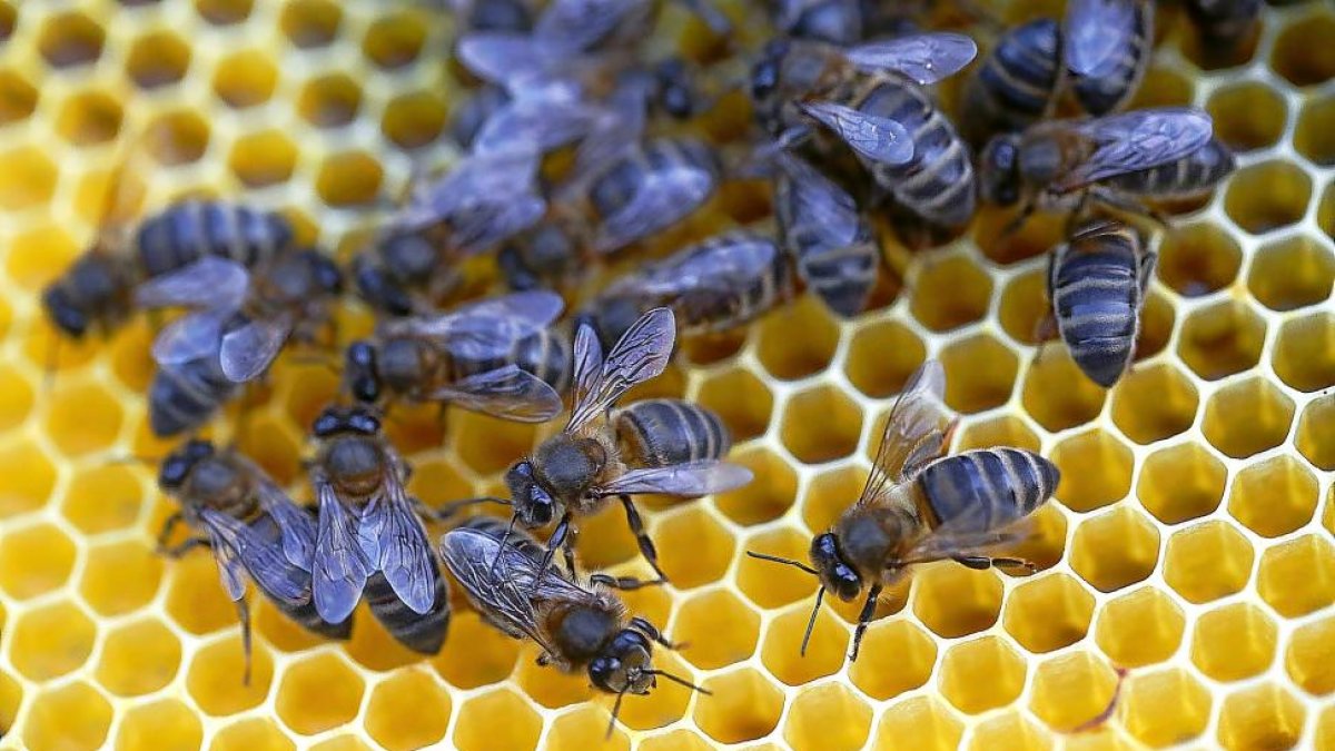 Imagen de un panal de abejas en una explotación salmantina.-ENRIQUE CARRASCAL