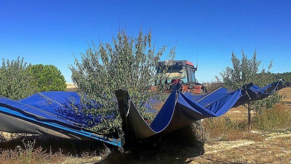 Recogida de almendra en la localidad vallisoletana de Valverde de Campos. ITACYL