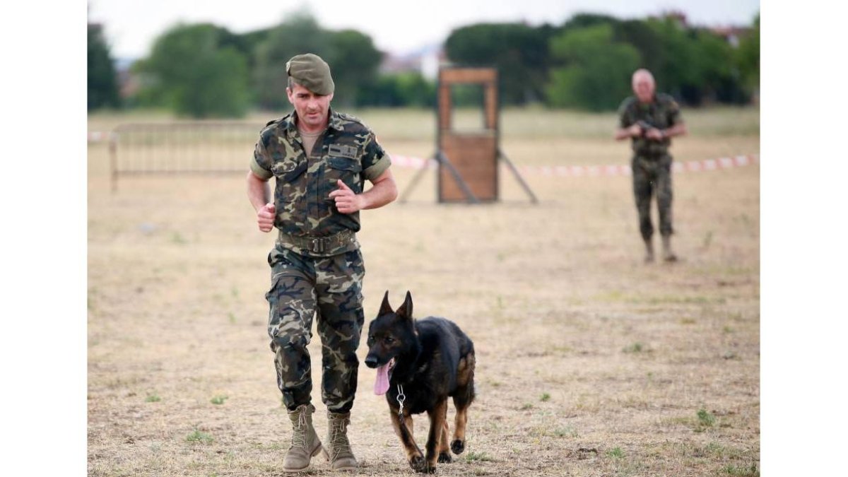 Demostración dinámica canina con motivo de los Actos de Guarnición de la Semana de las Fuerzas Armadas-Ical