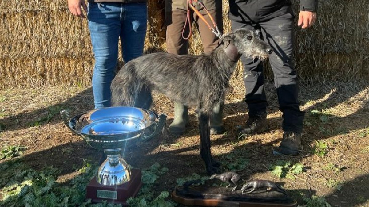 galga salmantina al nacional