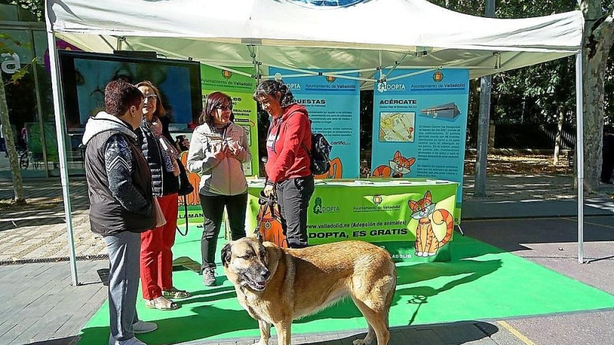 Uno de los perros participantes en el Día de la Mascota.-E. M.