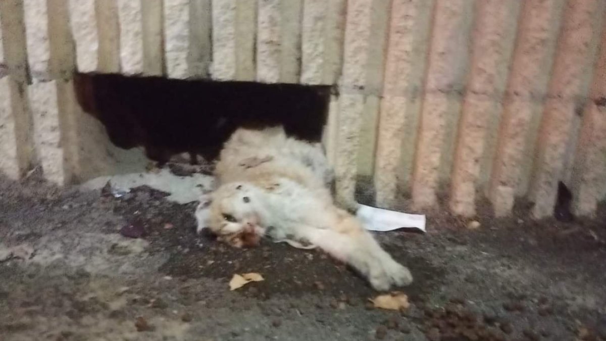 Estado en el que se encontraba el gato fallecido antes de su rescate.- PACMA