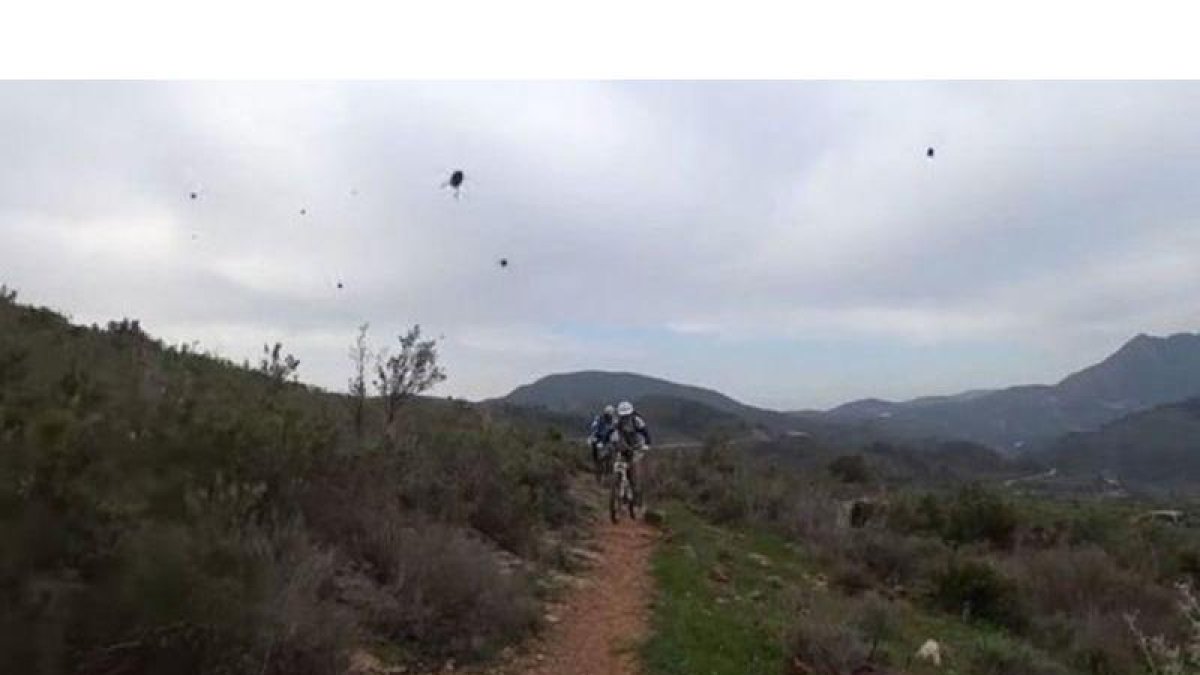 El ataque de las abejas.-TWITTER