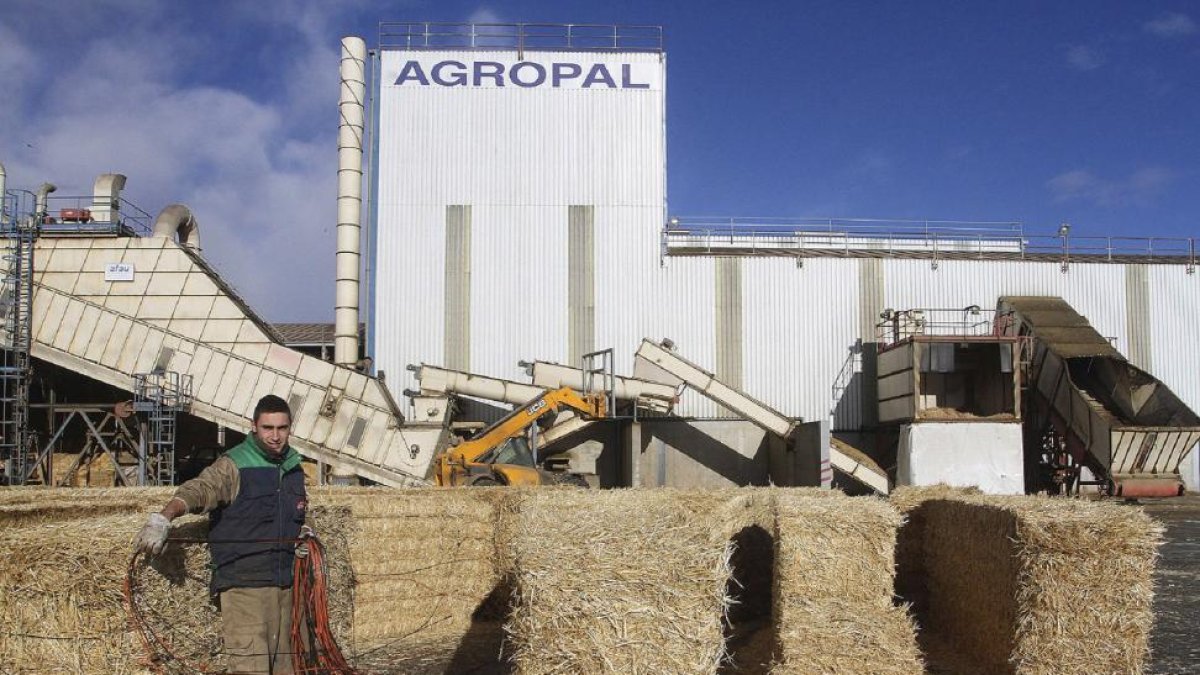 Un trabajador realiza distintas labores en las instalaciones de Agropal en Villoldo (Palencia), donde la cooperativa cuenta con una deshidratadora.-ICAL