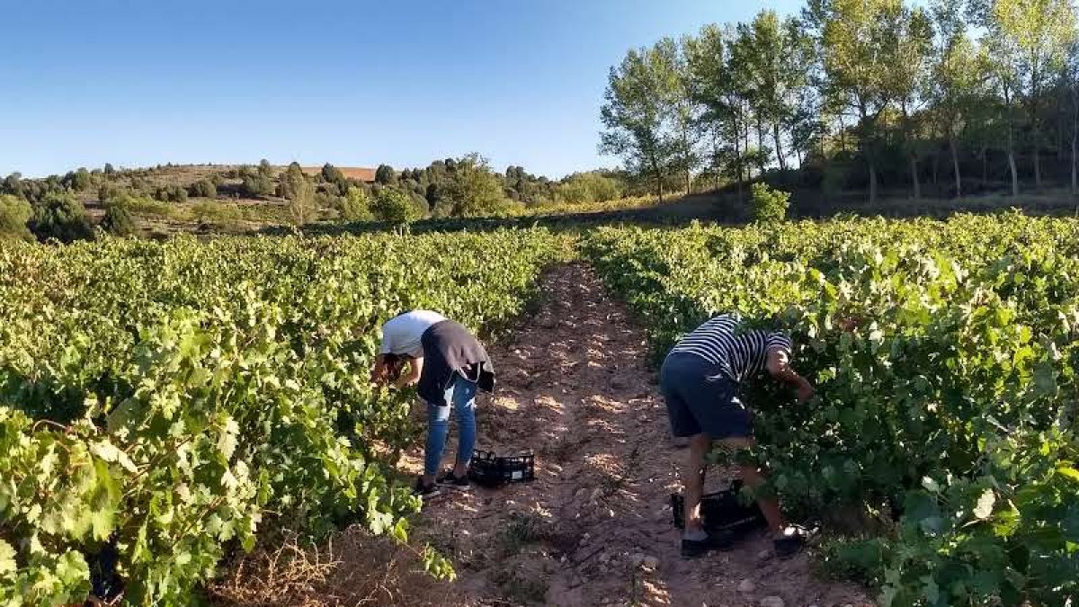 Gran parte de los bodegueros dejarán de lado la retirada de uva ahora y realizarán en septiembre la habitual vendimia. / ECB