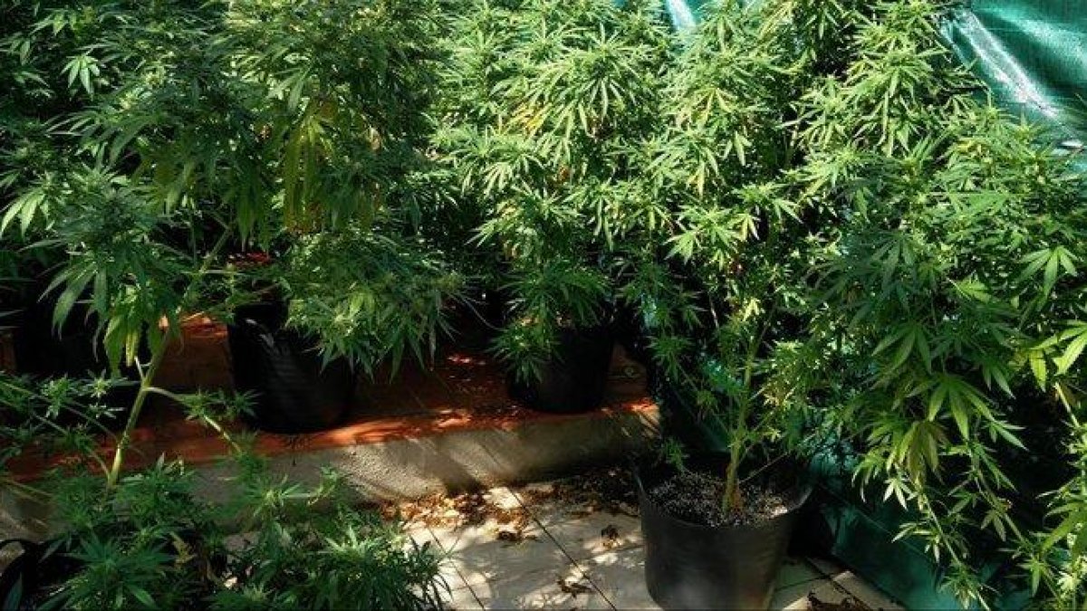 Plantas de marihuana.-ACN