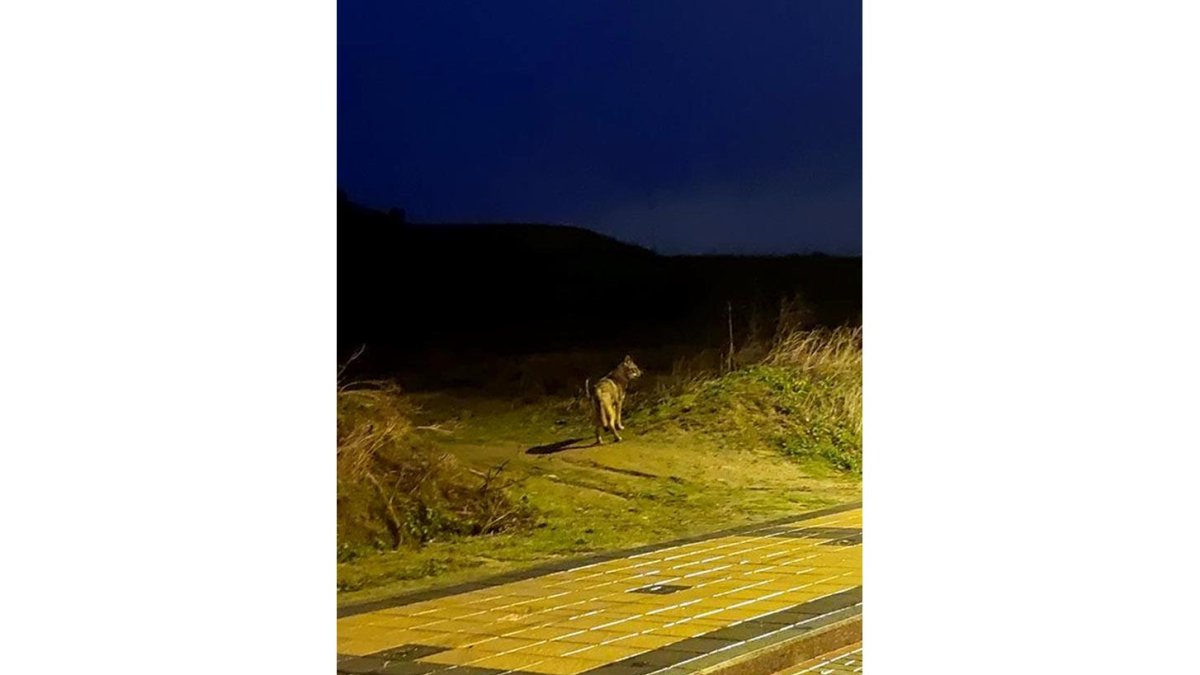 Lobo fotografiado por Fernando Pérez en Arroyo de la Encomienda (Valladolid).- ICAL