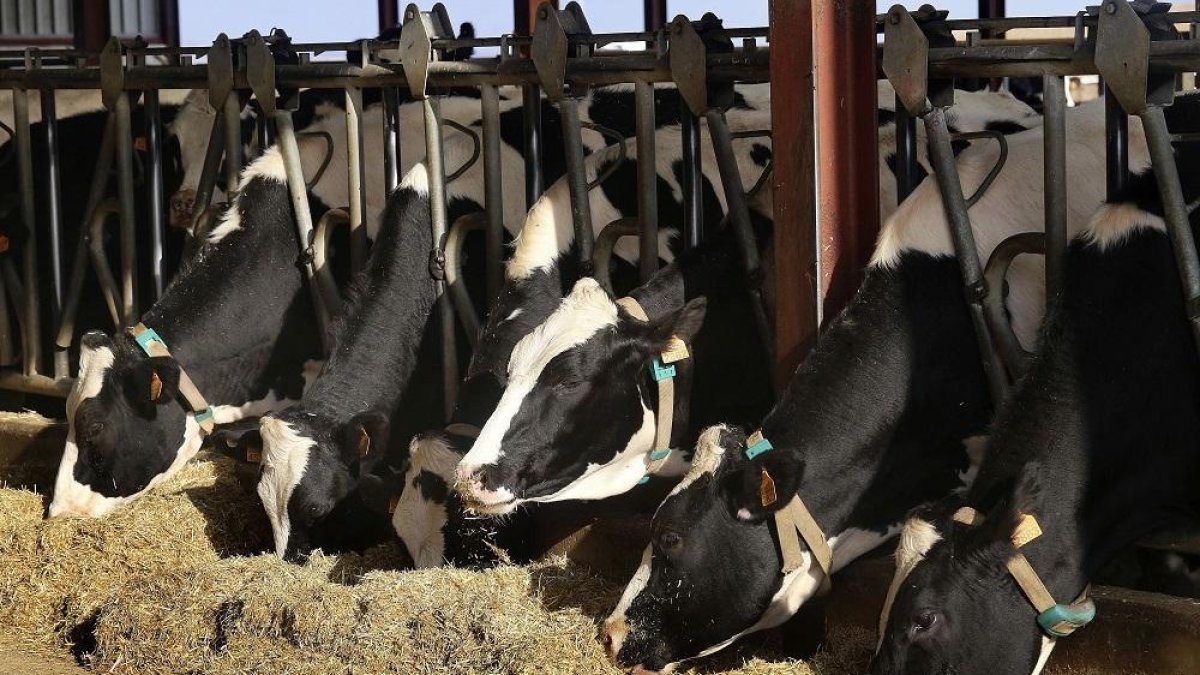 Explotación de ganado vacuno en la localidad palentina de Dehesa de Romanos, una de las menos de mil que permanecen activas en el territorio de la Comunidad Autónoma.-BRÁGIMO / ICAL