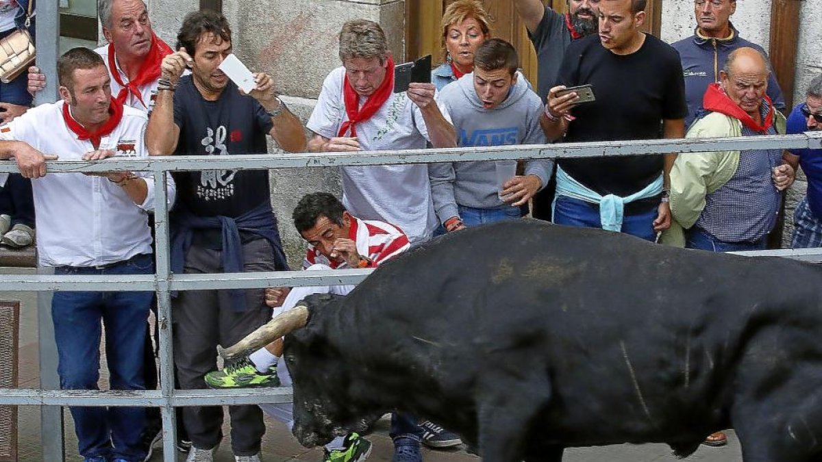 El astado golpea la talanquera justo en el momento en el que el cortador se mete en ella durante el segundo encierro de Cuéllar.-ICAL