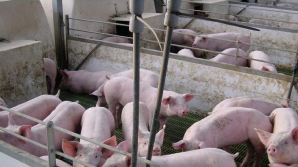 Animales en el interior de las naves en una explotación ganadera porcina en la provincia vallisoletana.-PROGATECSA