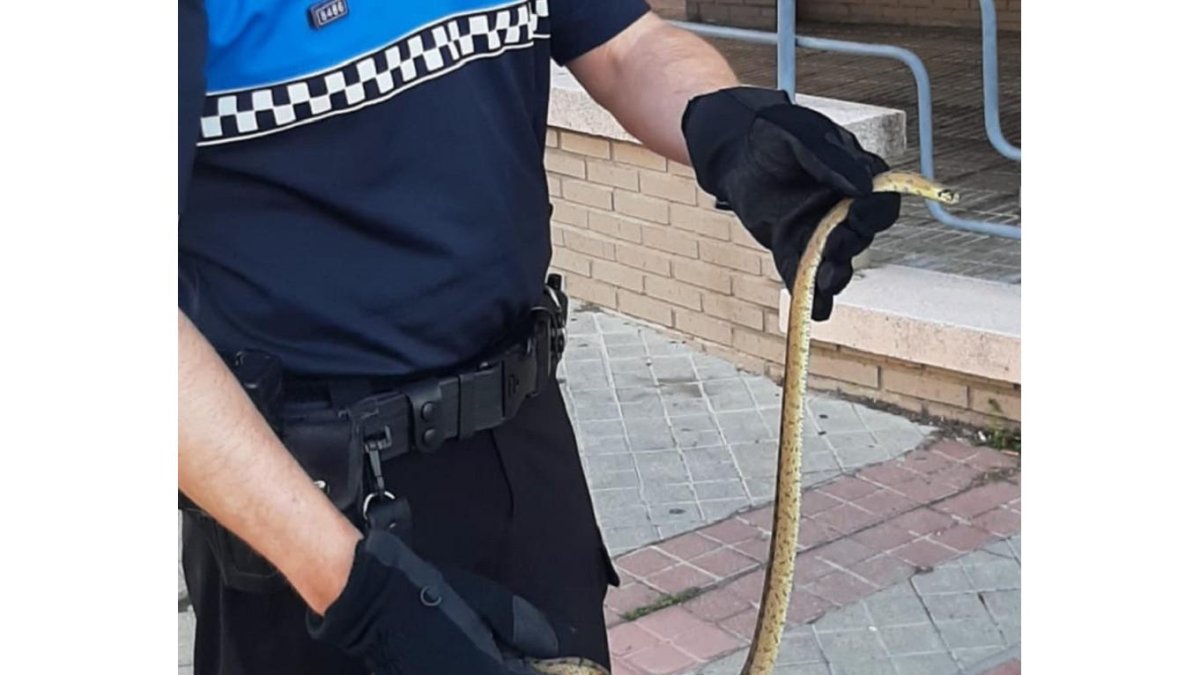 Imagen de la serpiente capturada. - E.M.