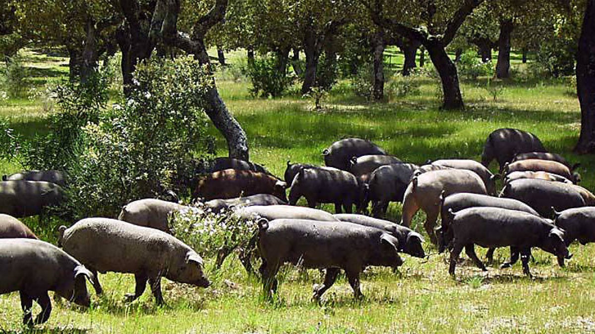 Los animales de Martín cuentan con miles de hectáreas de dehesa pobladas de encinas cuyos suelos son una verdadera despensa de bellotas. / ECB