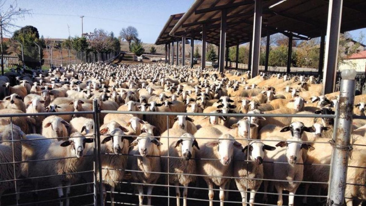 La explotación ganadera de Eduardo Abad, en Pardilla, cuenta en la actualidad con un censo de entre 1.600 y 1.700 ovejas.-PARADILLA 143