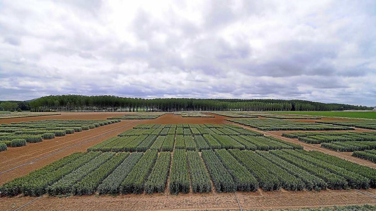Campos de cultivo de trigo fuerza como alternativa a los monocultivos de remolacha y maíz.-ICAL