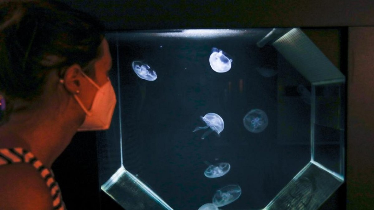 Una visitante admira una de las exposiciones del Museo de la Ciencia.- J. M. LOSTAU
