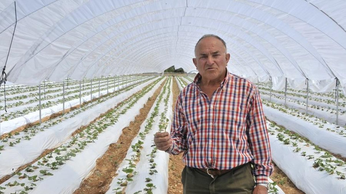 Nicolás Molinero, en su invernadero de fresas de Olmillos.-VALENTÍN GUISANDE