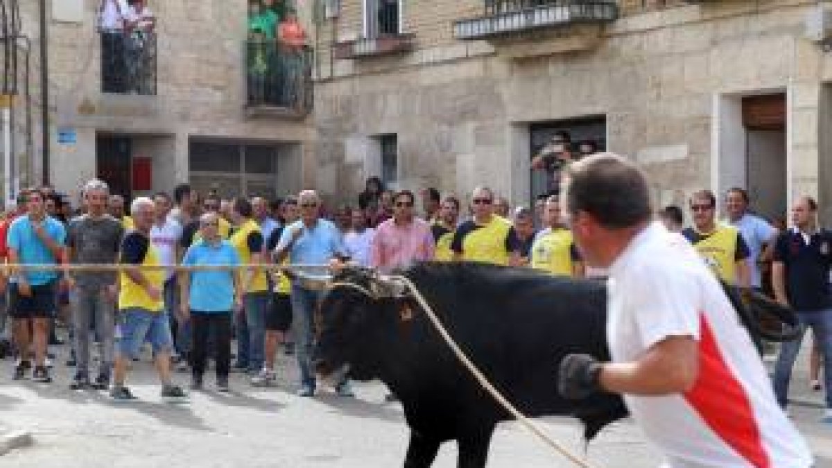Imagen de archivo de un toro enmaromado en una localidad de Castilla y León.- E.M.