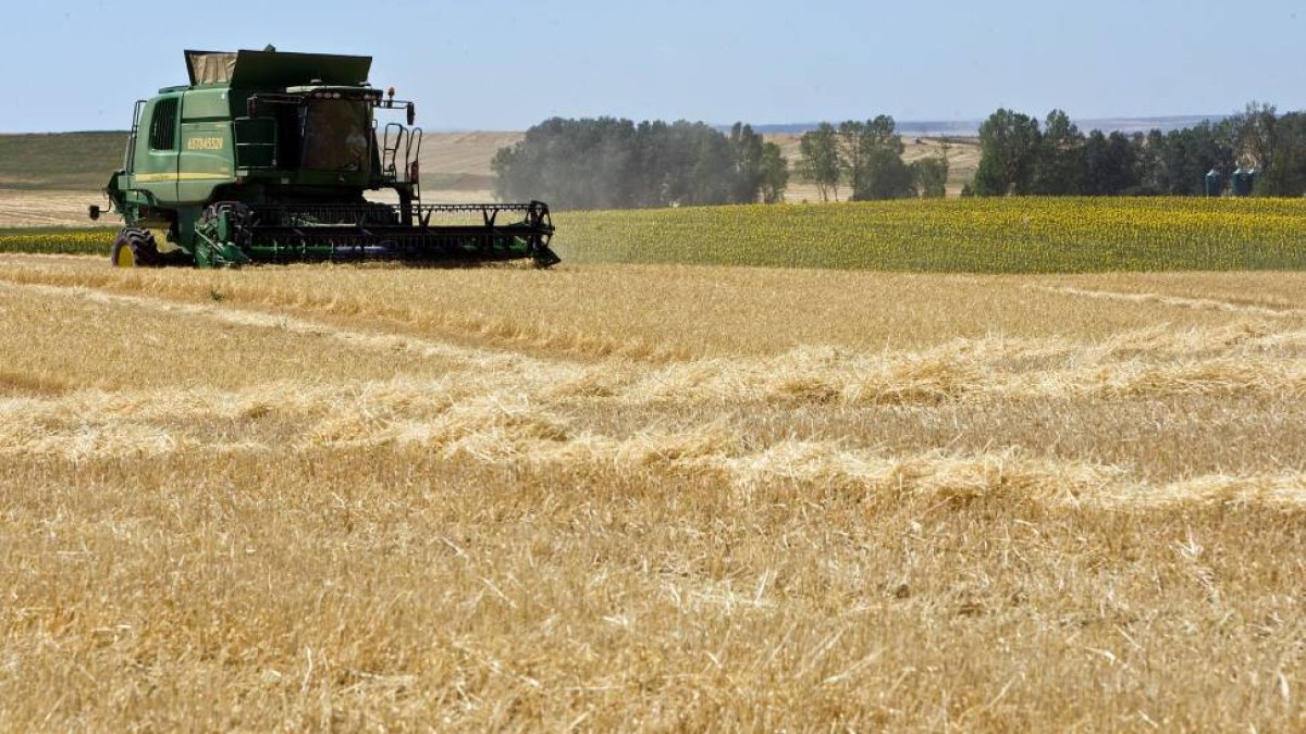 Cosechadora en un campo de cereal de la provincia de Zamora-Ical