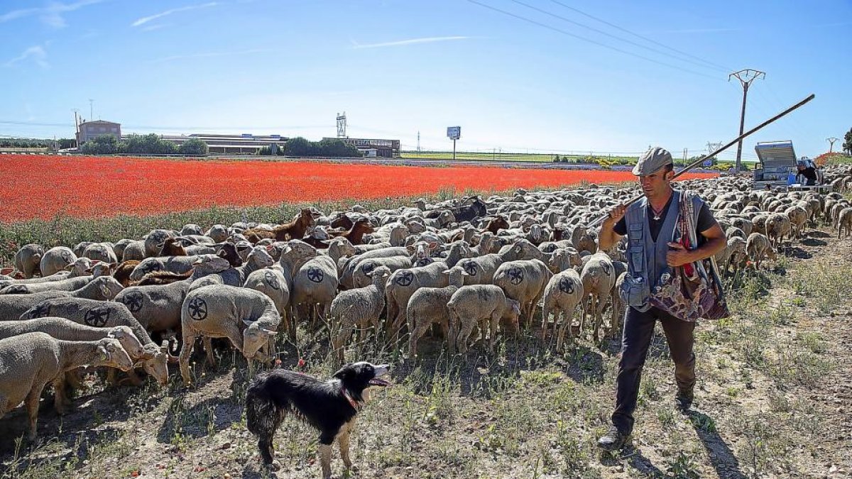 El pastor con el rebaño de cabras y ovejas, junto a un campo lleno de amapolas.-EDUARDO MARGARETO / ICAL