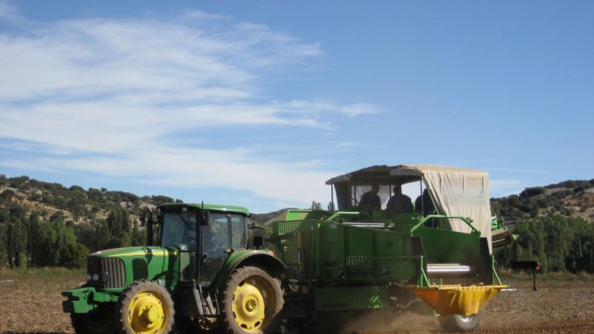 Un tractor realiza labores de siembra de patatas en la provincia de Burgos, donde no se ha localizado la tecia solanivora hasta la fecha.-ECB