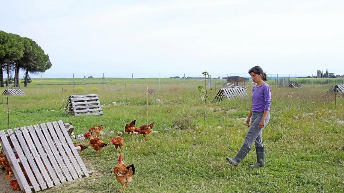 Marina Frutos camina en el campo entre los pollos que cría de forma ecológica y sostenible en la granja de Aldea de San Miguel (Valladolid).-M.T.
