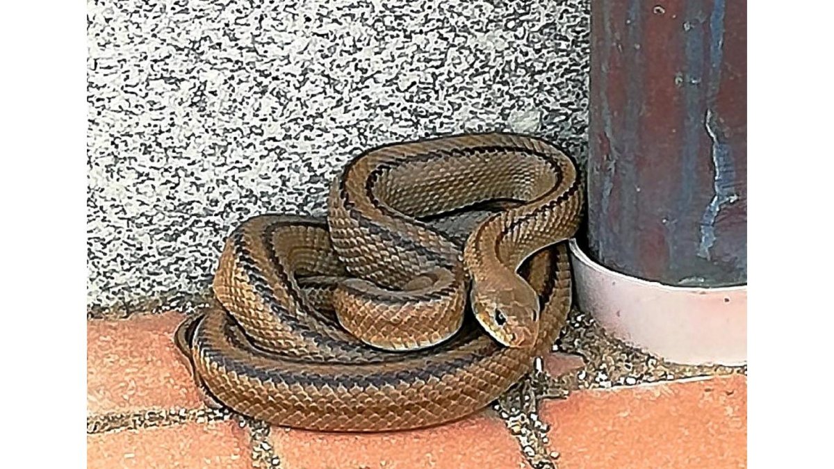 La serpiente capturada, ayer, en Ávila.-ICAL
