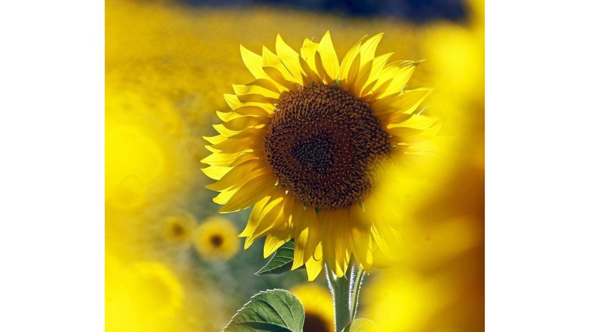 El girasol ocupa en la región casi 279.000 hectáreas.-HDS