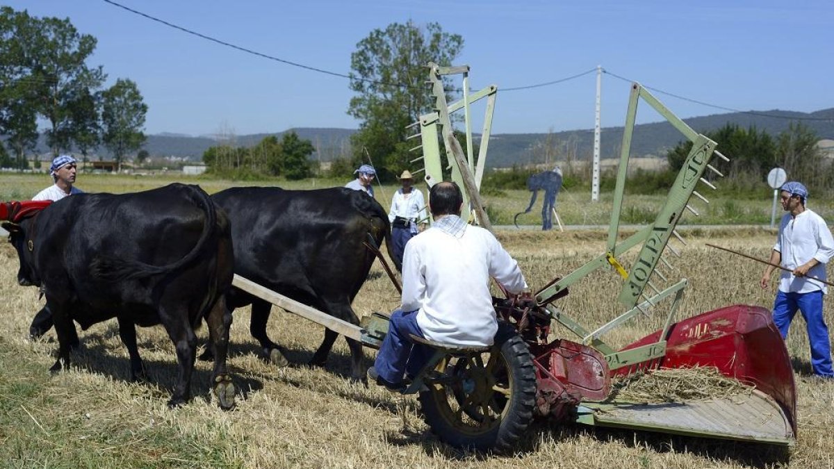 Los promotores de la iniciativa disponen de maquinaria antigua para las exhibiciones. Además, cuentan con bueyes procedentes de Quintanar de la Sierra.-AMIGOS DE MOZARES