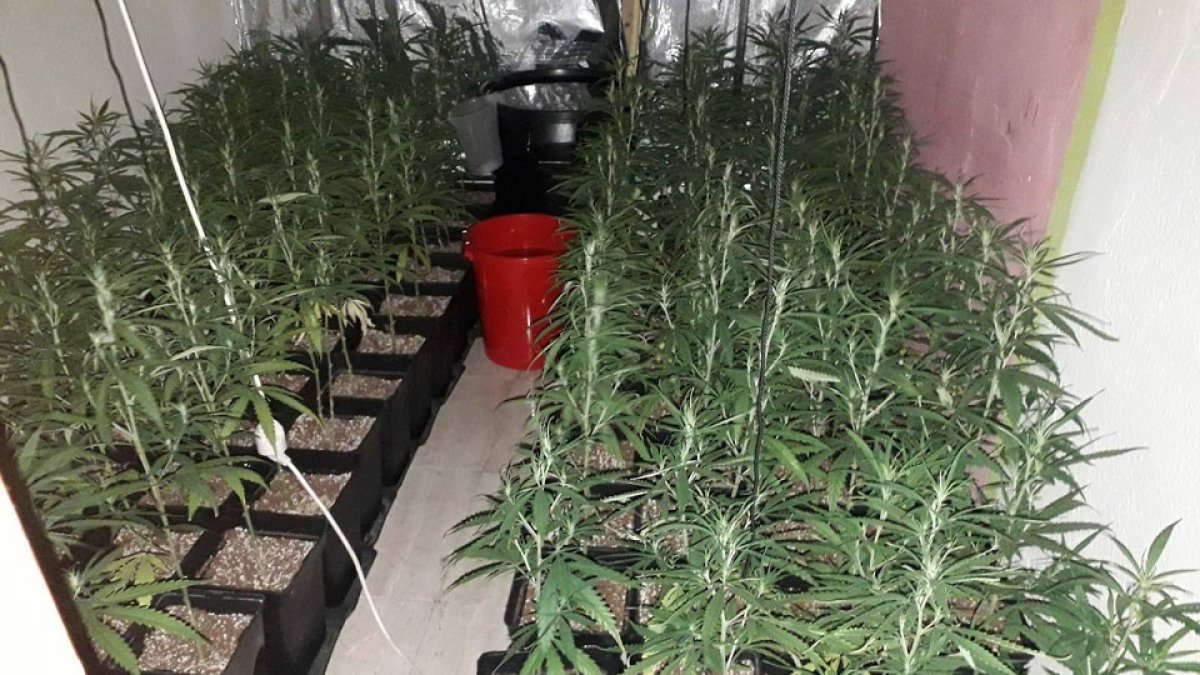 Plantas de marihuana halladas por los agentes en el interior de la vivienda.- E. M.