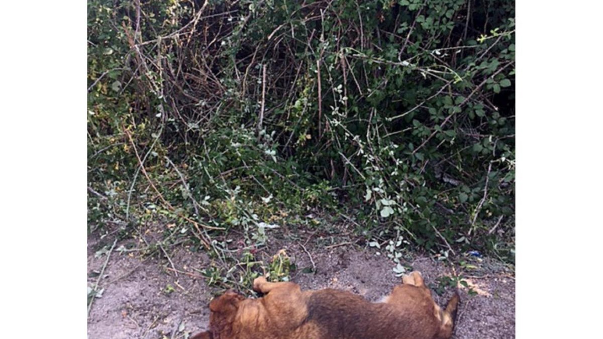 La Guardia Civil de Ávila solicita la colaboración ciudadana por si alguien hubiera visto a este perro en compañía de alguna persona por la zona de Ávila capital, Cardeñosa, Narrillos de San Leonardo y alrededores.-ICAL
