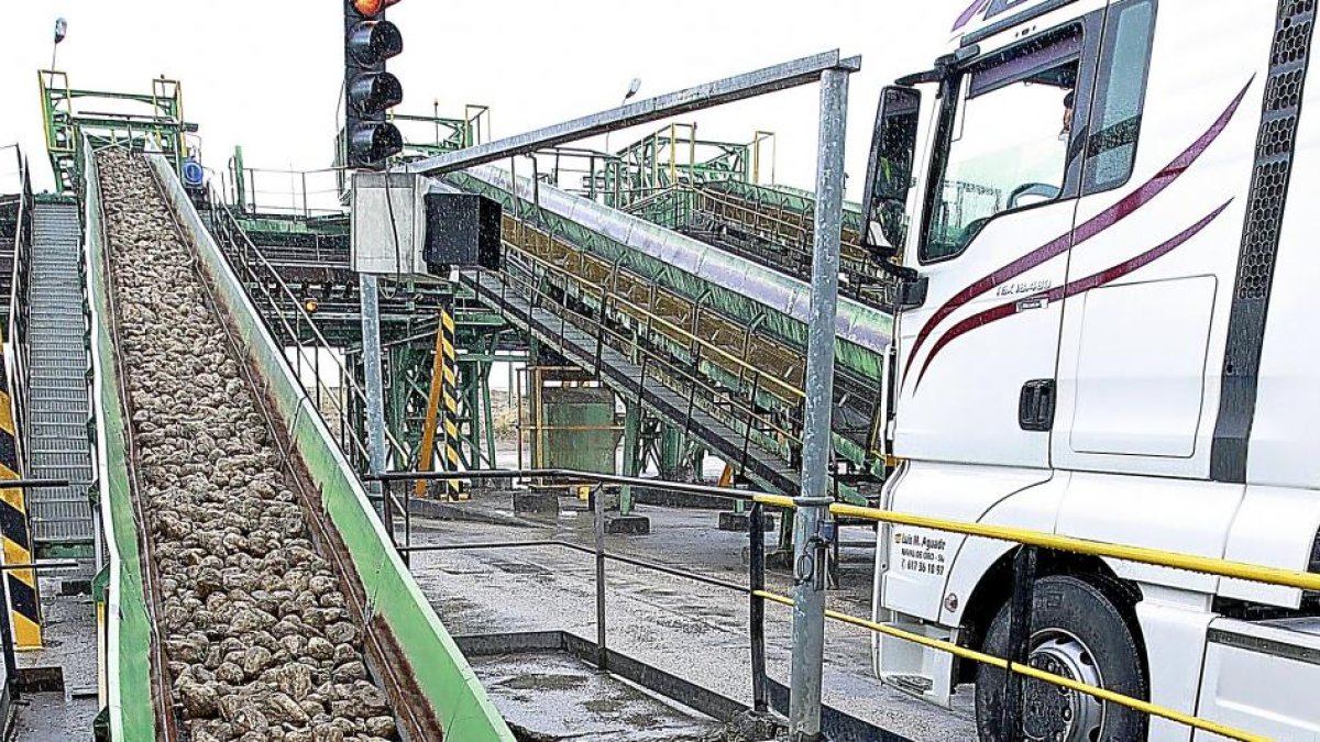 Labores de descarga de remolacha en la fábrica de Acor, en Olmedo.-J.M. LOSTAU