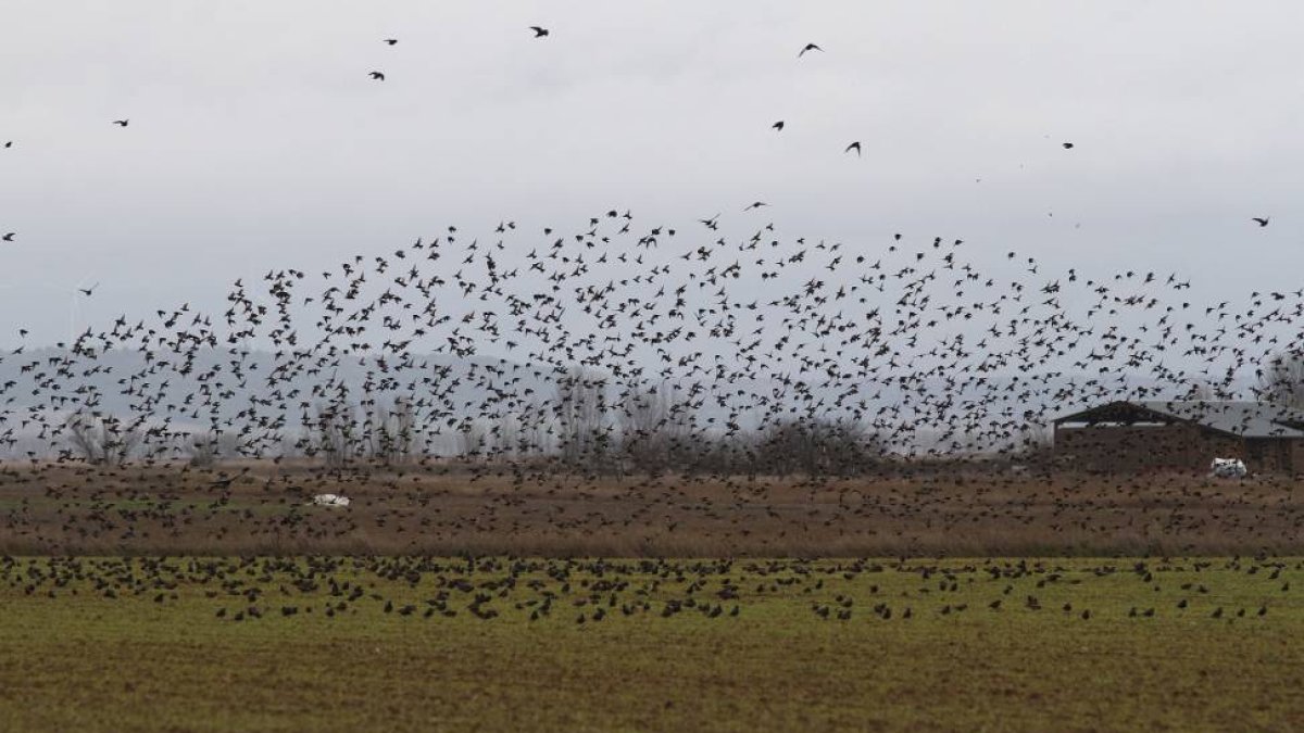 Bandadas de estorninos en la Laguna de la Nava en Fuentes de Nava (Palencia)-Ical