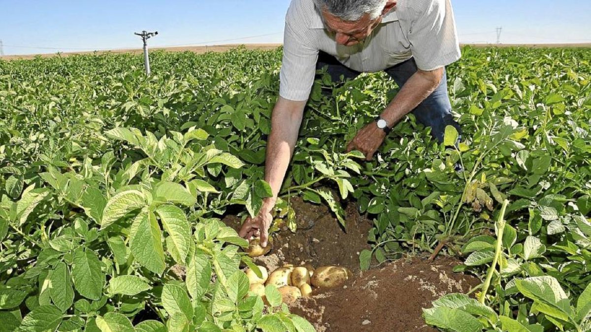 Un agricultor muestra un puesto de patata en su cultivo de Torrecilla de la Abadesa (Valladolid)-Santiago G. del Campo
