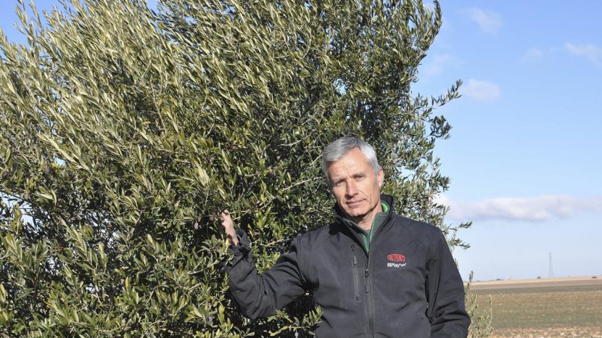 nrique Gómez, director técnico y copropietario de Oligueva, posa en la finca donde cultivan 20 hectáreas de olivo.-