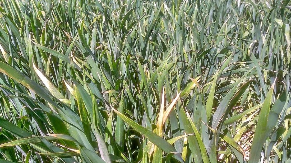 Campo de cultivo afectado de roya amarilla y septoria en la provincia de Valladolid.-E.M.