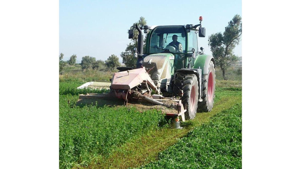 Un agricultor trabaja en su explotación ecológica destinada al cultivo de alfalfa deshidratada.-AEFA