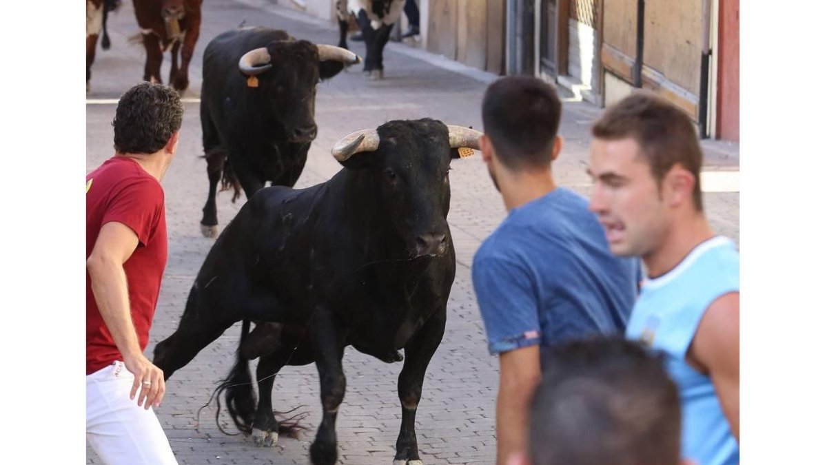 Los novillos de la ganadería Coquilla de Sánchez Arjona, protagonizan el primer encierro de Cuéllar (Segovia)-Ical