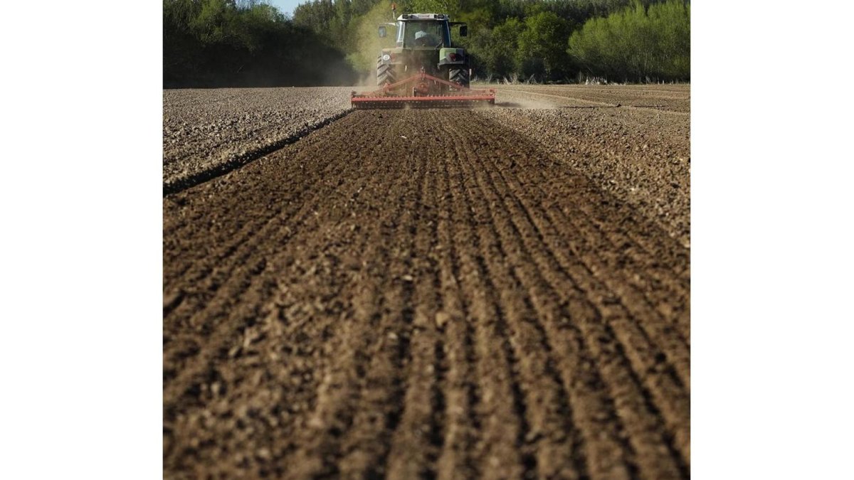Un trabajador realiza labores agrícolas en una parcela de Salamanca.-ENRIQUE CARRASCAL