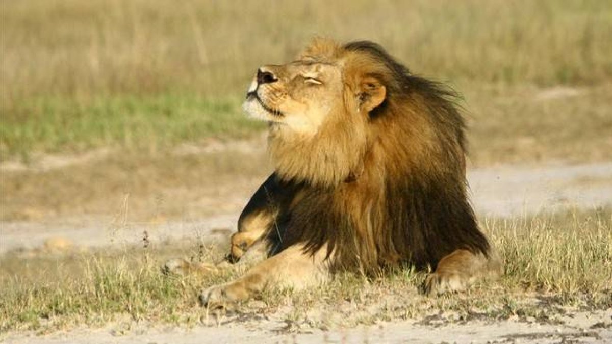 El león Cecil, en el Parque Nacional Hwange, en una imagen de archivo.-Foto: REUTERS