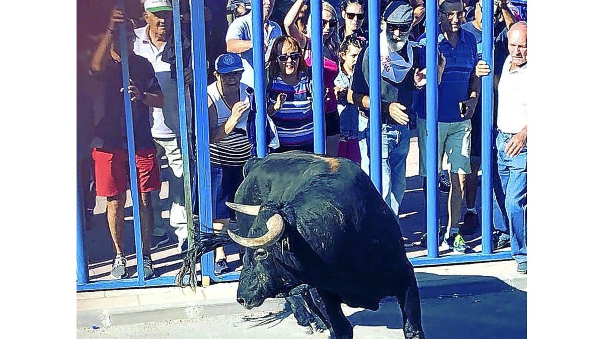 El público llama al toro tras la talanquera en el recorrido urbano del encierro de Aldeamayor..-AYTO. ALDEAMAYOR