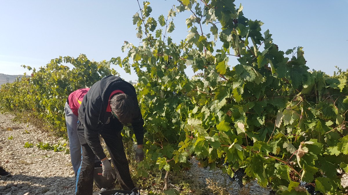 La DO Cigales empieza su recogida de la uva.- E.M