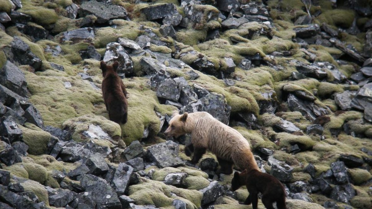 Una osa se traslada con sus dos oseznos por una de las montañas del Alto Sil en la provincia de León, en plena Cordillera Cantábrica.-E.M.