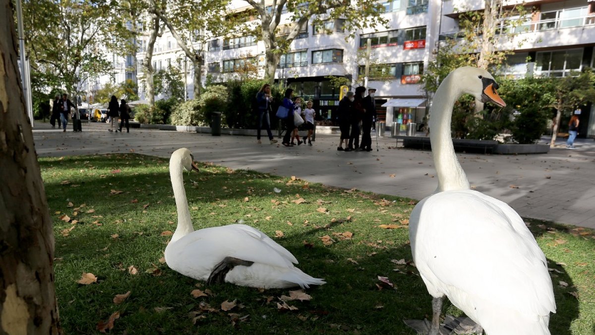 Dos cisnes del Campo Grande descansan en el paseo de Recoletos en una imagen de archivo.- ICAL