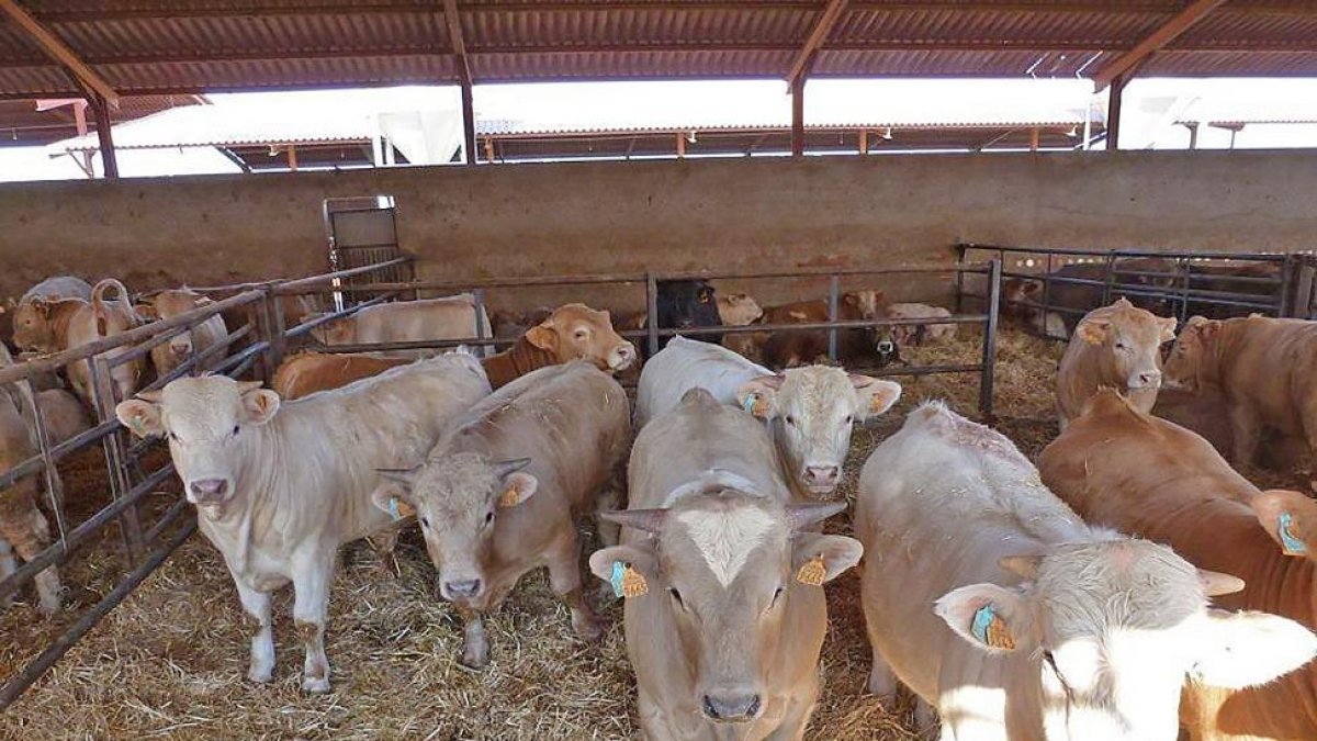 Animales en una de las granjas de Castilla y León, con un censo significativo.-E.M.