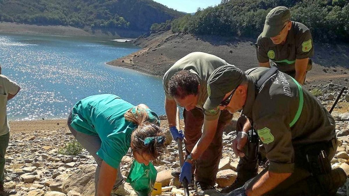 Los trabajadores de la Consejería de Fomento, en el mometo de retirar los restos.-ICAL