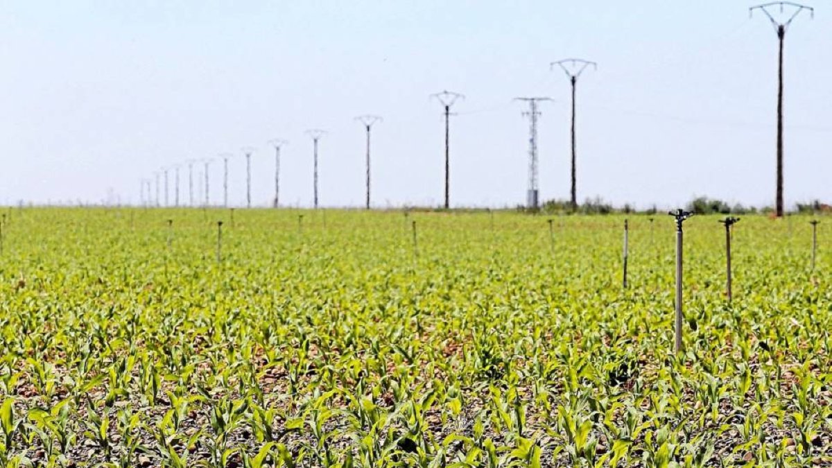 Plantación de maíz en Sahagún (León)-Carlos S. Campillo