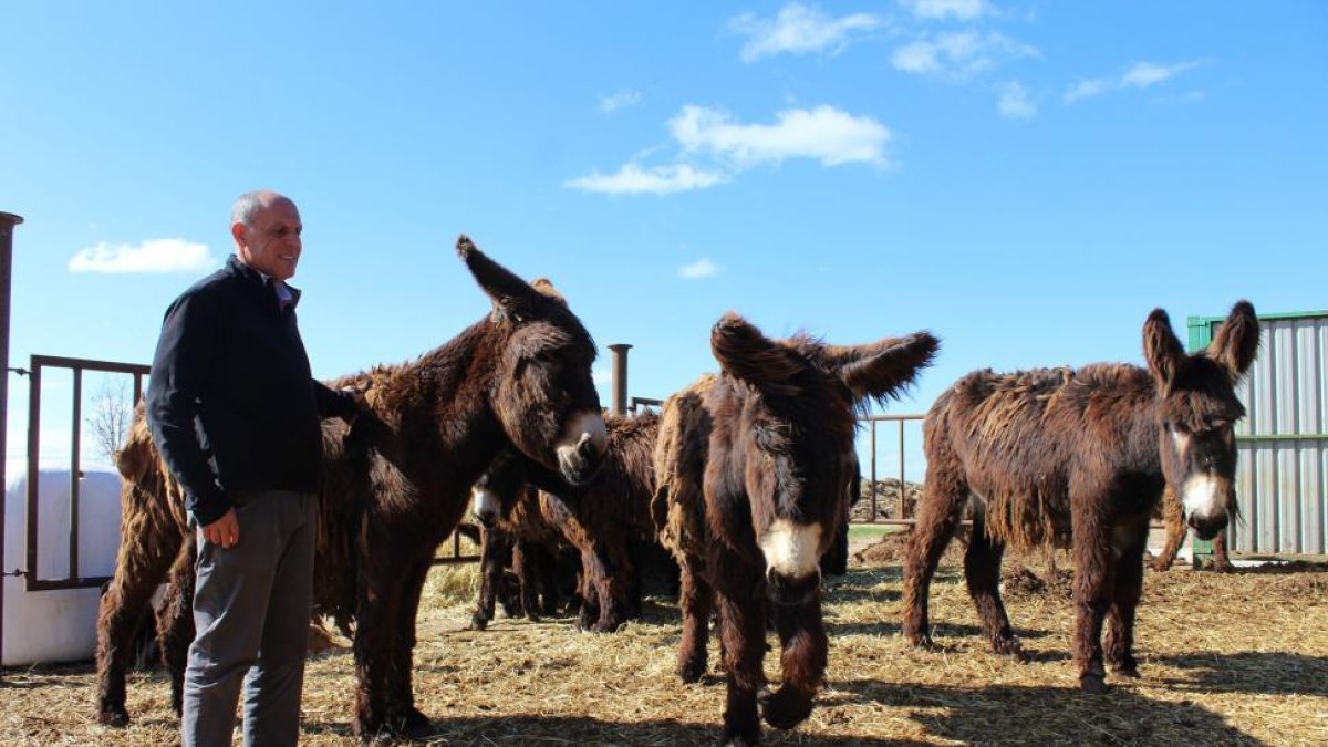 Jesús de Gabriel, secretario de Aszal, con varios burros de la raza zamorano-leonesa en su explotación de Villardondiego (Zamora).-M.C.